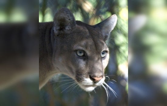 Young Florida Panther Cut Down On Collier County Highway