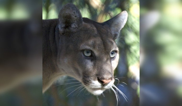 Young Florida Panther Cut Down On Collier County Highway