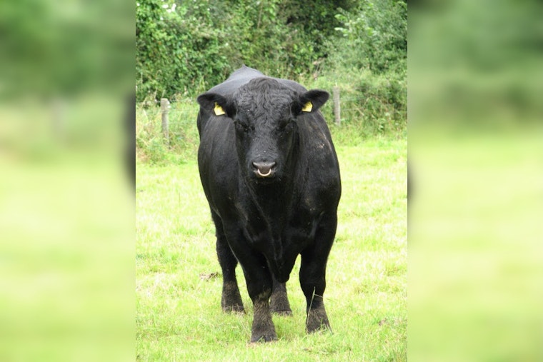 Yukon Stunner as Express Ranches Plans Slow-Motion Sell-off of Famed Angus Herd