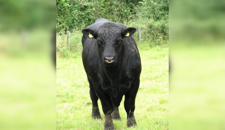 Yukon Stunner as Express Ranches Plans Slow-Motion Sell-off of Famed Angus Herd