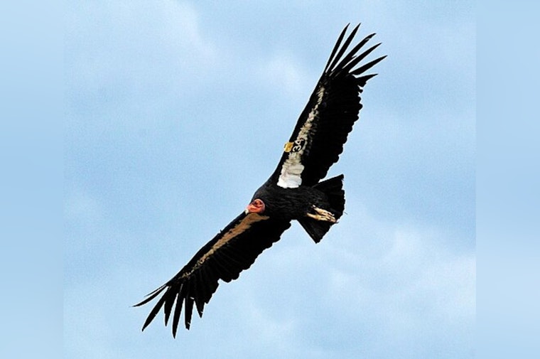 Yurok Condor B9 Breaks Oregon’s Century-Long Condor Drought
