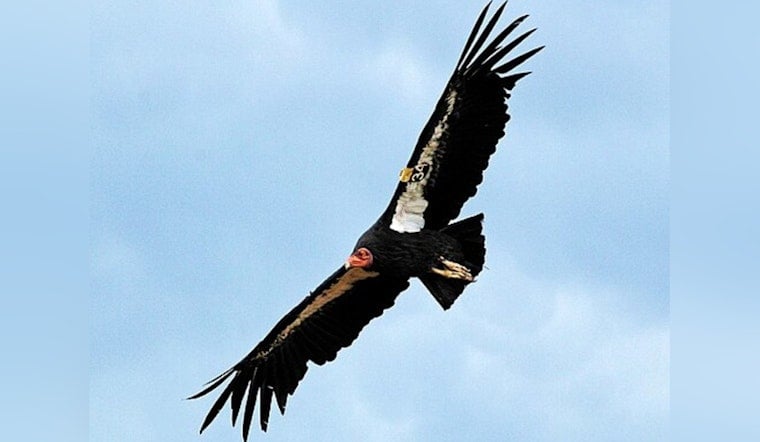 Yurok Condor B9 Breaks Oregon’s Century-Long Condor Drought