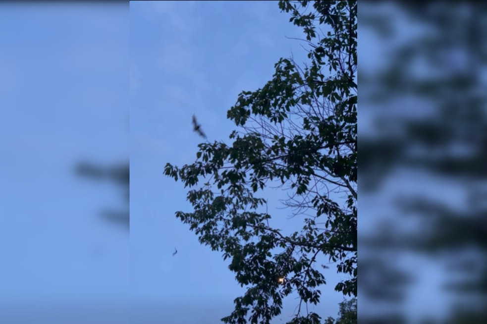 100,000 Gray Bats Emerge at Nickajack Cave