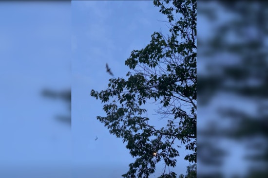 100,000 Gray Bats Emerge at Nickajack Cave