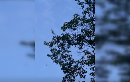 100,000 Gray Bats Emerge at Nickajack Cave