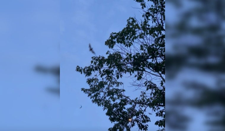 100,000 Gray Bats Emerge at Nickajack Cave