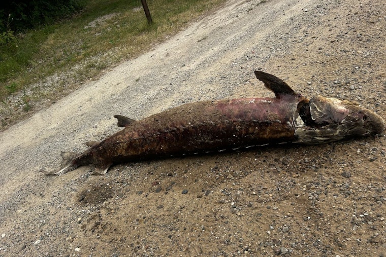 6-Foot Sturgeon Left On Roadside Near Whitehall, DNR Hunts Suspected Poacher