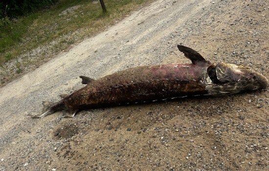 6-Foot Sturgeon Left On Roadside Near Whitehall, DNR Hunts Suspected Poacher