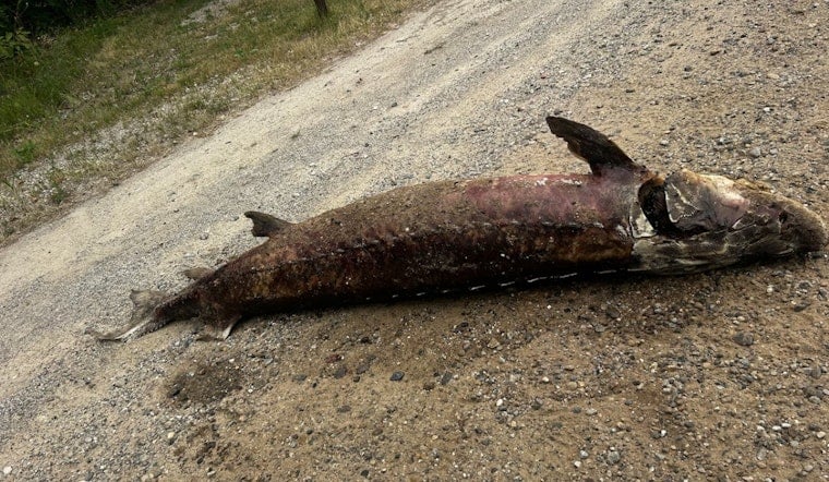 6-Foot Sturgeon Left On Roadside Near Whitehall, DNR Hunts Suspected Poacher