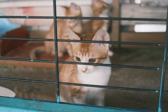 71 'Skinny And Hungry' Cats Pulled From Filthy Sibley County Home