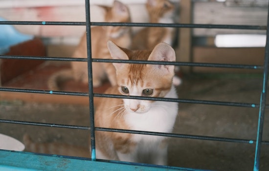 71 'Skinny And Hungry' Cats Pulled From Filthy Sibley County Home