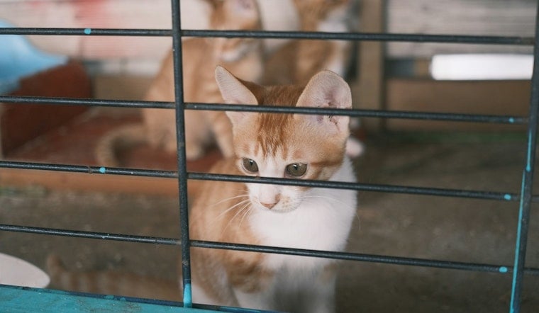 71 'Skinny And Hungry' Cats Pulled From Filthy Sibley County Home