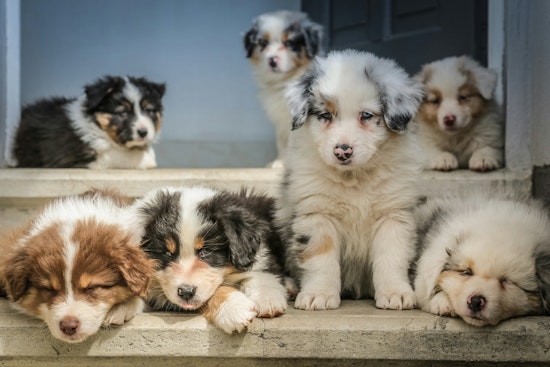 AG James Targets Bensonhurst Puppy Shop Over Alleged Illegal Sales