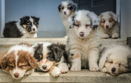 AG James Targets Bensonhurst Puppy Shop Over Alleged Illegal Sales