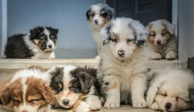 AG James Targets Bensonhurst Puppy Shop Over Alleged Illegal Sales