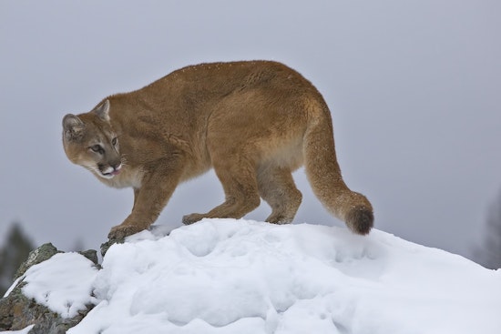 AI 'Mountain Lion' Hoax Spooks Lemon Hill Neighbors