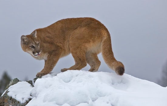AI 'Mountain Lion' Hoax Spooks Lemon Hill Neighbors
