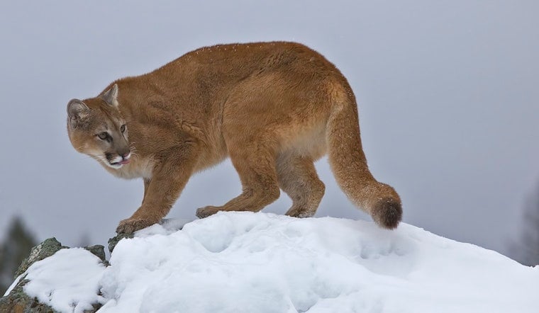 AI 'Mountain Lion' Hoax Spooks Lemon Hill Neighbors