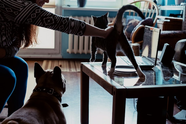 AI Sickos Stalk King County’s Lost Pets, Demand Ransom From Grieving Owners