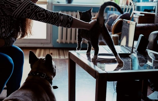 AI Sickos Stalk King County’s Lost Pets, Demand Ransom From Grieving Owners