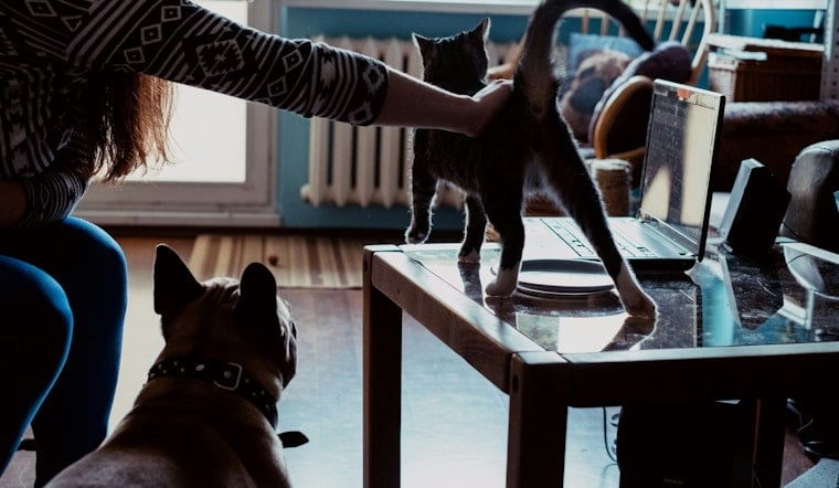 AI Sickos Stalk King County’s Lost Pets, Demand Ransom From Grieving Owners