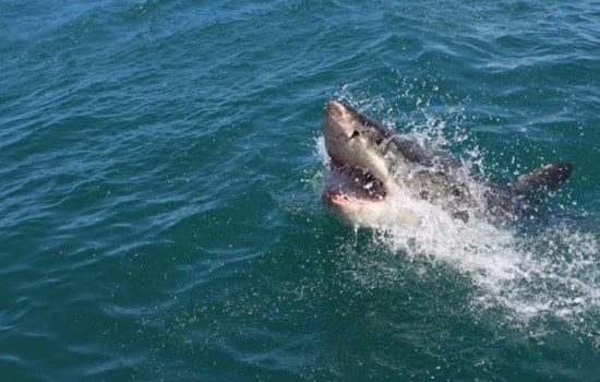 Alabama Teen Spurs Federal Shark Alert Law