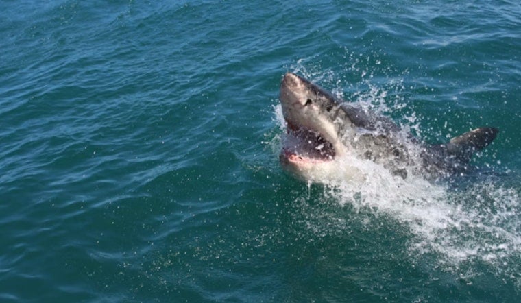 Alabama Teen Spurs Federal Shark Alert Law