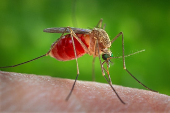 'All It Takes Is One Bite': Sacramento County Confirms First Human West Nile Case Of 2026