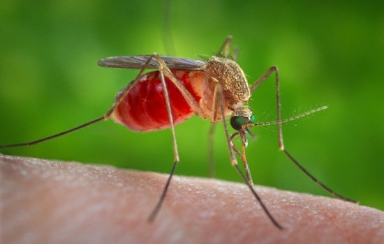 'All It Takes Is One Bite': Sacramento County Confirms First Human West Nile Case Of 2026