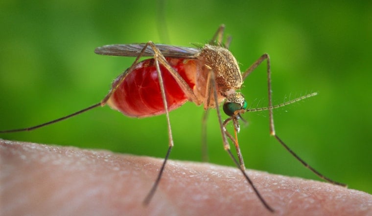 'All It Takes Is One Bite': Sacramento County Confirms First Human West Nile Case Of 2026