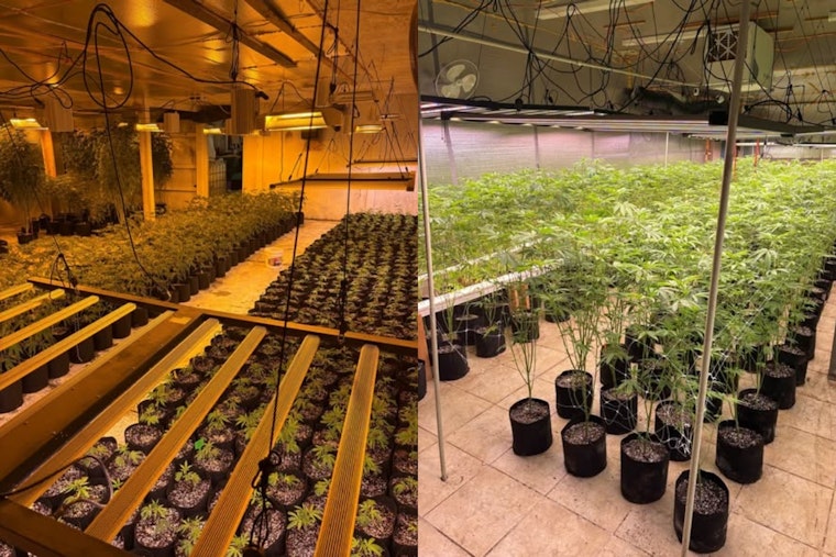 Arapahoe Deputies Rip Up 20-Acre Illegal Pot Farm
