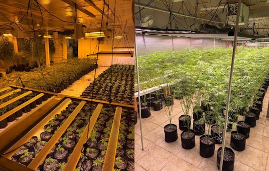 Arapahoe Deputies Rip Up 20-Acre Illegal Pot Farm