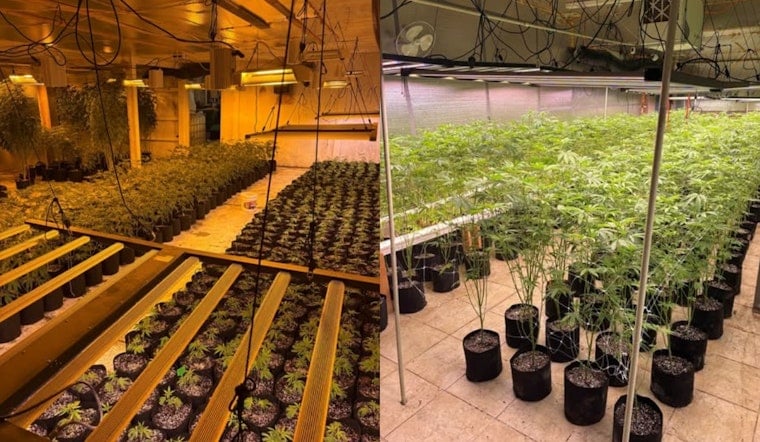 Arapahoe Deputies Rip Up 20-Acre Illegal Pot Farm