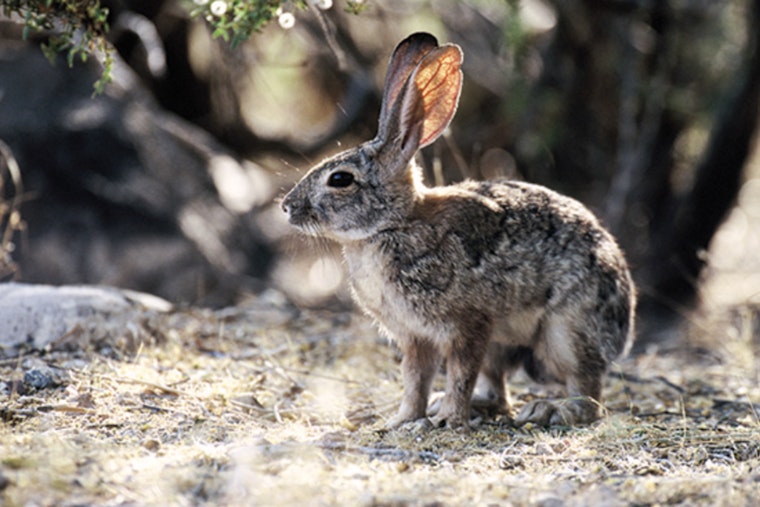 Arizona Hunters Urged to Bury Rabbit Carcasses to Slow Deadly Virus