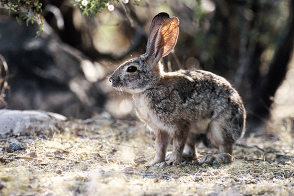 Arizona Hunters Urged to Bury Rabbit Carcasses to Slow Deadly Virus