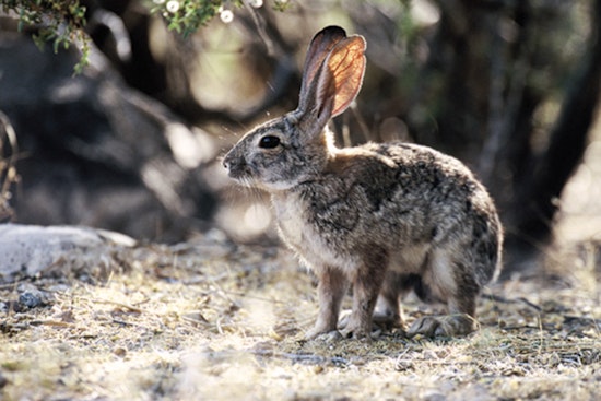 Arizona Hunters Urged to Bury Rabbit Carcasses to Slow Deadly Virus