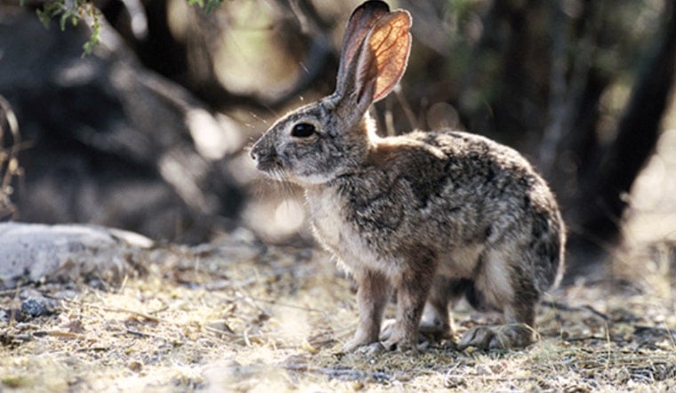 Arizona Hunters Urged to Bury Rabbit Carcasses to Slow Deadly Virus