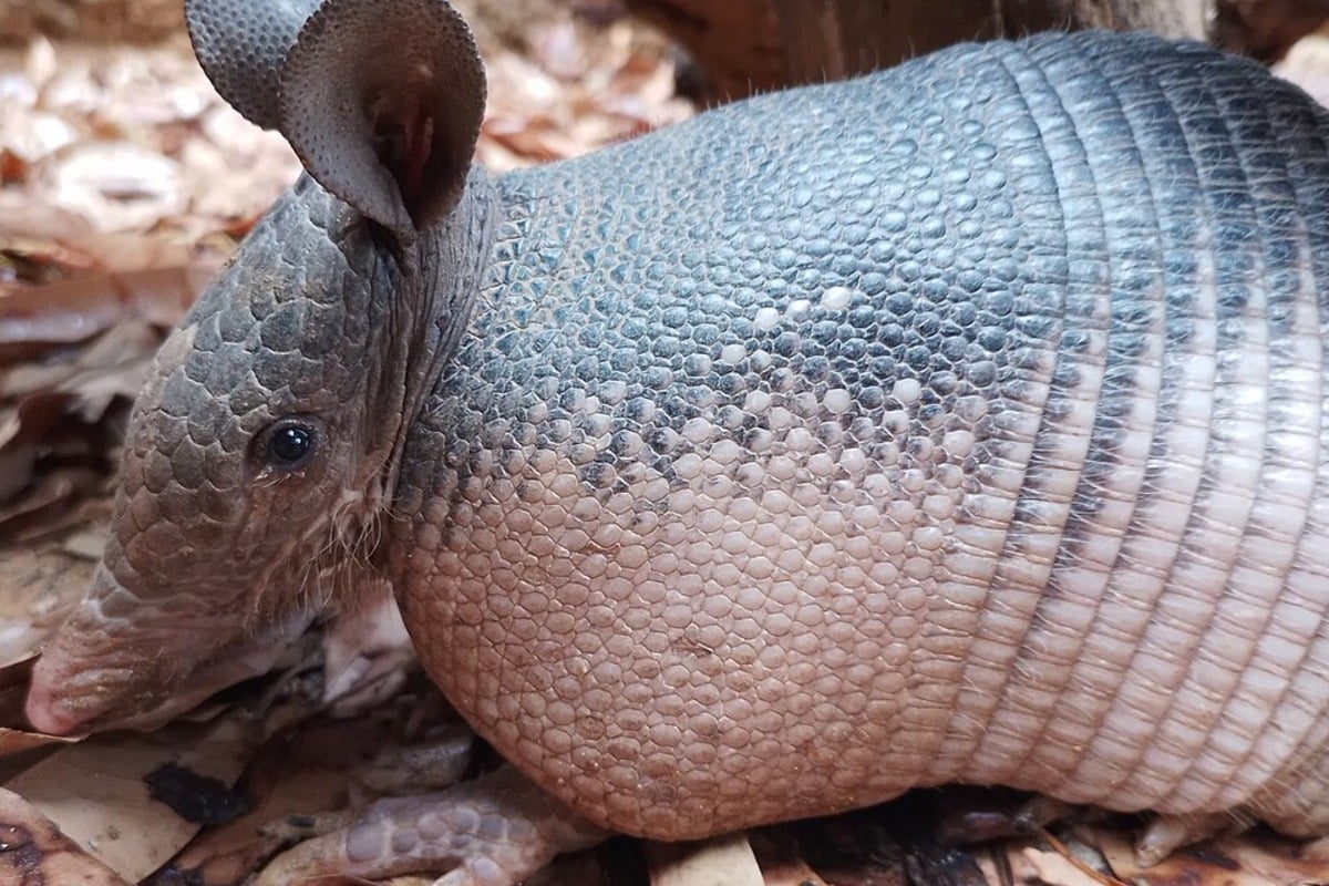Armored Oddballs Invade Indy as Armadillos Dig In Across Indiana