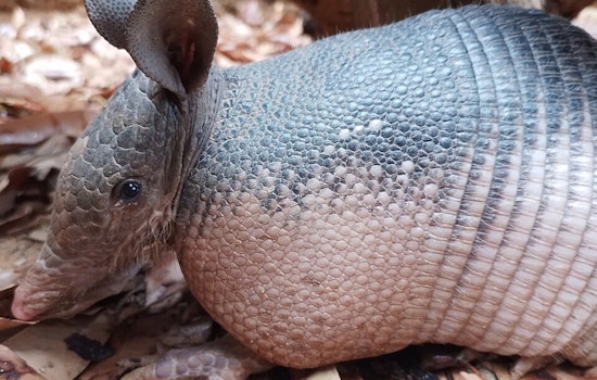 Armored Oddballs Invade Indy as Armadillos Dig In Across Indiana