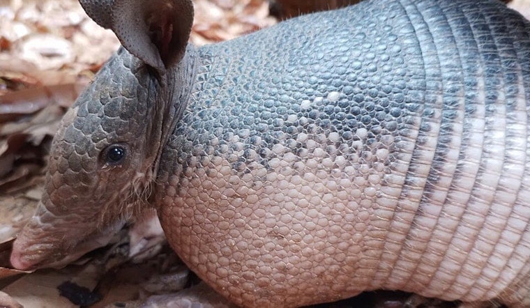 Armored Oddballs Invade Indy as Armadillos Dig In Across Indiana
