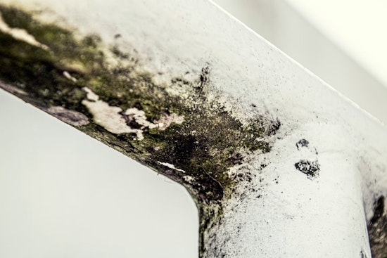 Atlanta Hospitals Expose The Hidden Toll Of Deadly Mold Infections