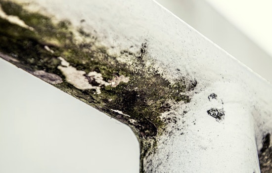 Atlanta Hospitals Expose The Hidden Toll Of Deadly Mold Infections