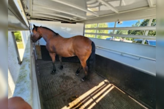 Auburn Deputy Halts Wild Chase as Horse Trailer Goes Airborne