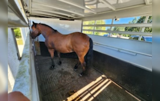 Auburn Deputy Halts Wild Chase as Horse Trailer Goes Airborne
