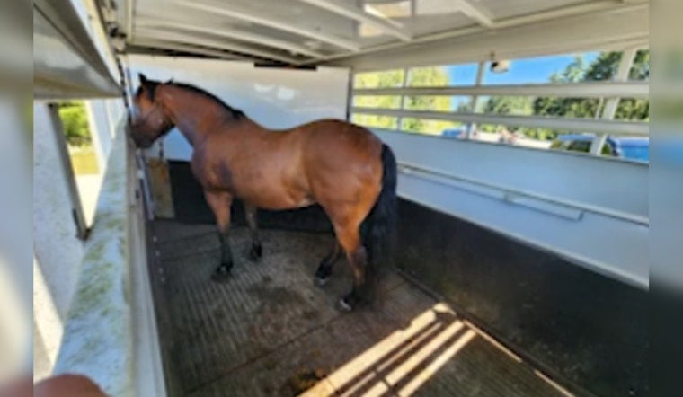 Auburn Deputy Halts Wild Chase as Horse Trailer Goes Airborne