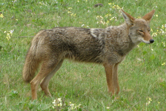 Audubon Park On Edge As Street-Stalking Coyotes Put Pets In Peril