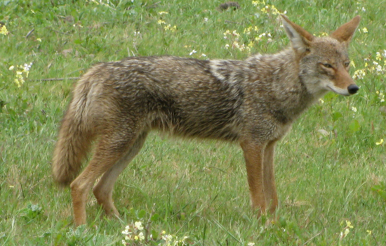 Audubon Park On Edge As Street-Stalking Coyotes Put Pets In Peril