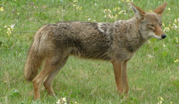 Audubon Park On Edge As Street-Stalking Coyotes Put Pets In Peril