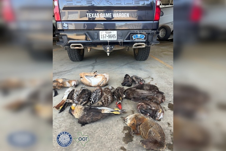 Austin Freezer Shock As Protected Birds, Gator Parts Trigger Wildlife Charges