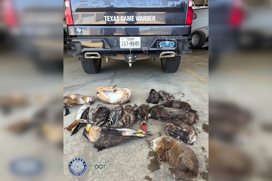 Austin Freezer Shock As Protected Birds, Gator Parts Trigger Wildlife Charges